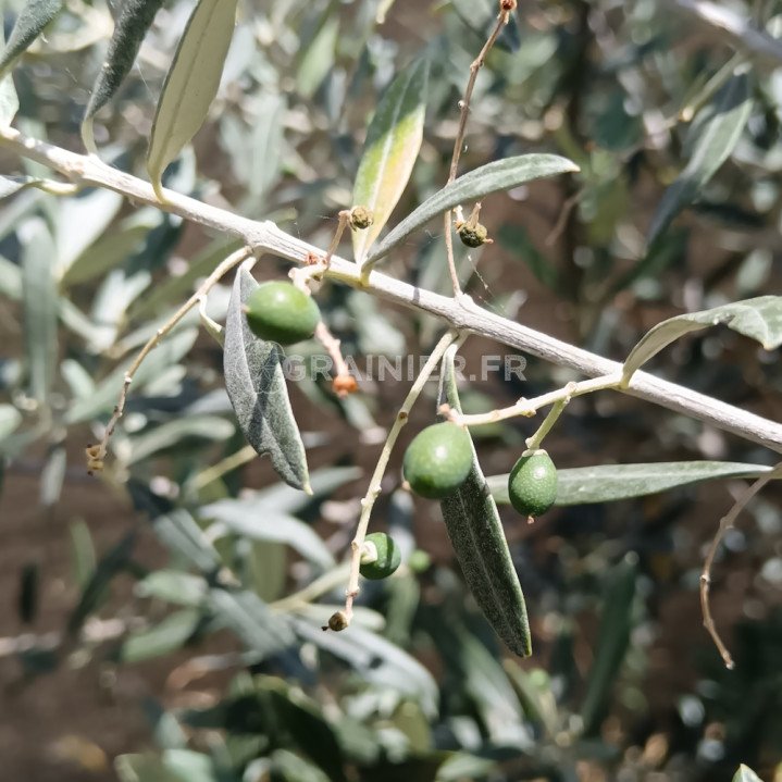 Olivier de Provence, Olea europaea var. europaea image
